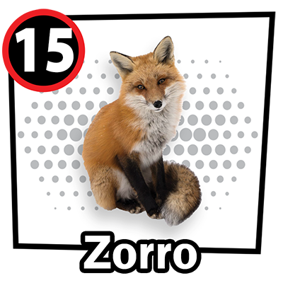 Zorro