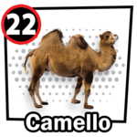 Camello