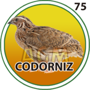 Codornis
